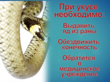 Профилактика укусов змей
