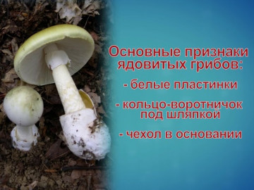 ПРофилактика отравления грибами